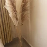 Big Fluffy Pampas Grass 3 Large Dried Flowers