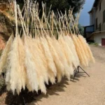 Big Fluffy Pampas Grass 11 Boho Home Decor Pampas