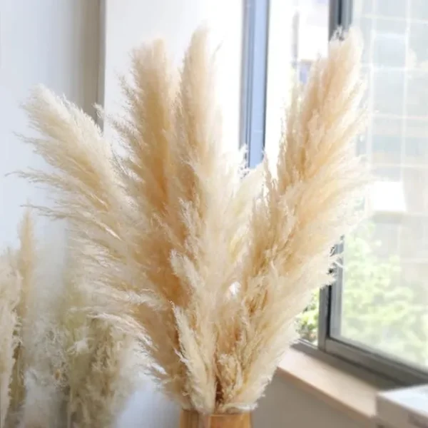 Extra Fluffy Pampas