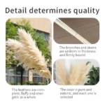 Big Fluffy Pampas Grass 9 Grey Pampas Grass