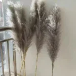Big Fluffy Pampas Grass 8 Brown Pampas Grass