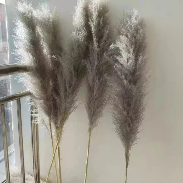 Brown Pampas Grass
