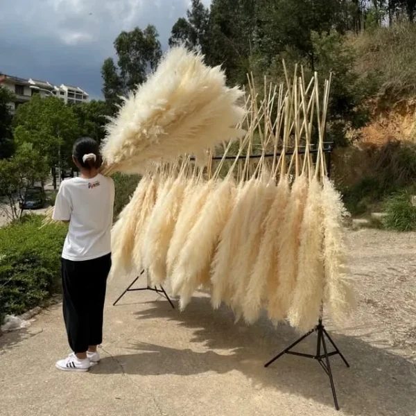 Dried Pampas Grass Decor