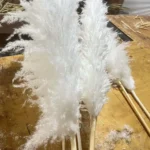 Big Fluffy Pampas Grass 6 Tall Pampas Grass 140cm