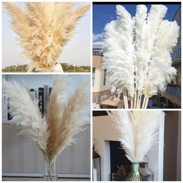 Unique House Collection Home 11 Big Fluffy Pampas Grass