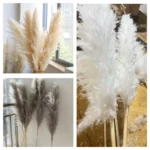 Big Fluffy Pampas Grass 4 Big Fluffy Pampas Grass