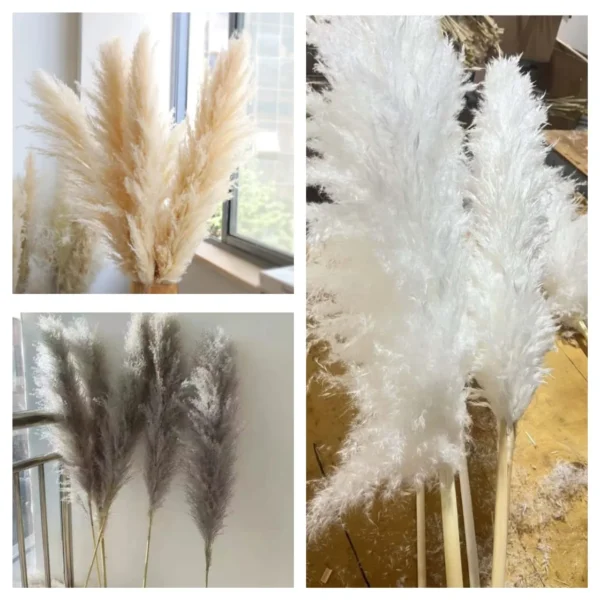 Big Fluffy Pampas Grass